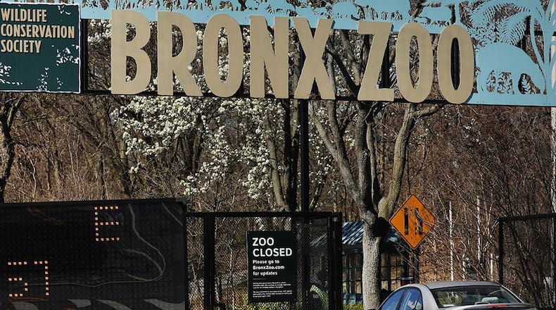 A car enters the Bronx Zoo on April 06, 2020 in New York City. A tiger at the zoo has tested positive for COVID-19, the Wildlife Conservation Society said in a statement Sunday. The tiger, a 4-year-old named Nadia, had developed a dry cough and a decrease in appetite. Results from a test, which were confirmed by the USDA's National Veterinary Services Laboratory, showed that she had contracted the virus, most likely from a zoo worker.