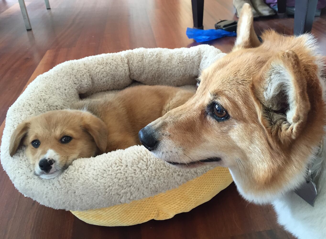 News hounds (5/21/15)