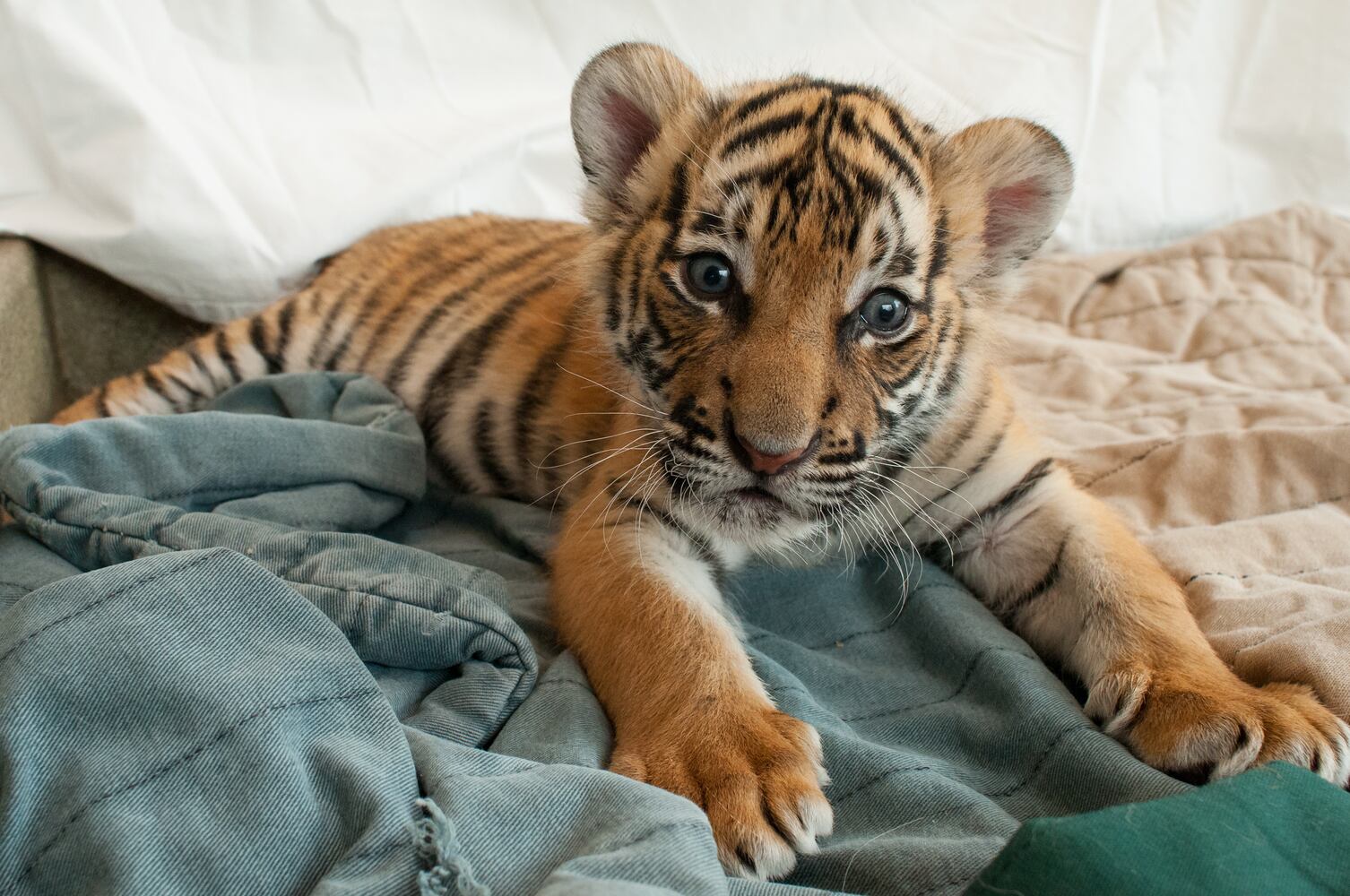 PHOTOS: Fall in love with Cincinnati Zoo babies