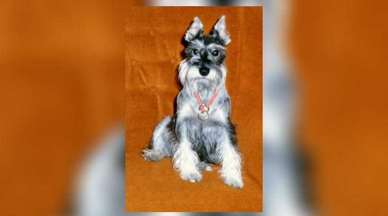 Mocha the flying Schnauzer. KARIN SPICER/CONTRIBUTED