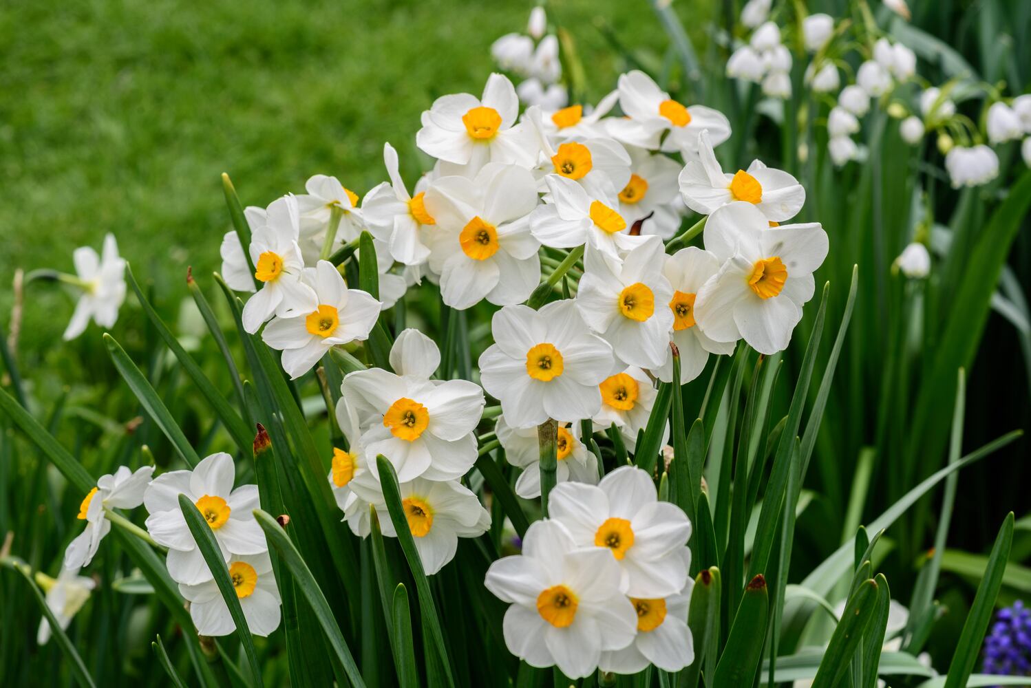 PHOTOS: Multi-colored tulips are in full bloom at Smith Memorial Gardens