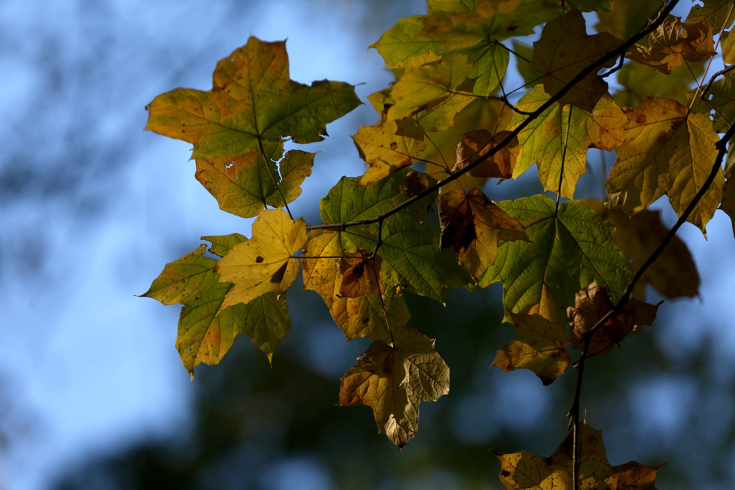 PHOTOS: New hiking trails at Germantown MetroPark explore a landscape of beauty