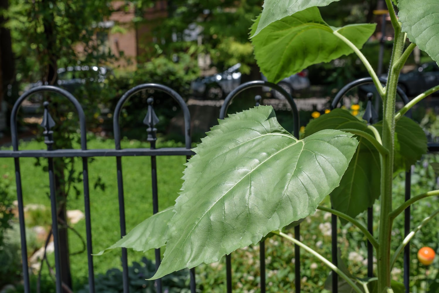 PHOTOS: 2025 Oregon Historic District Garden Tour