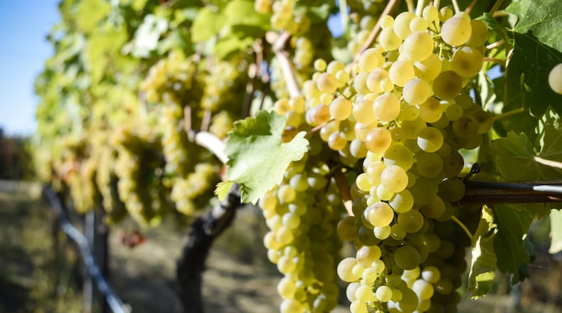 Viognier is a white wine grape variety similar to chardonnay, but with marked differences. (Dreamstime)