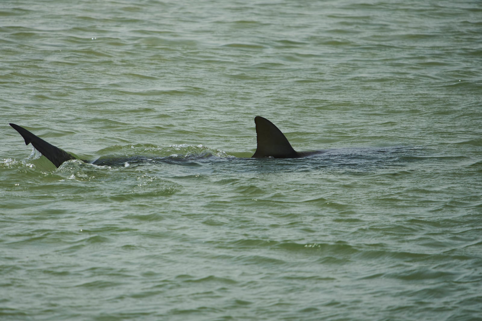 A shark swims in Mediterranean Sea as Israeli police are looking area for a swimmer who they fear was attacked by a shark on Monday, near the Israeli city of Hadera, Tuesday, April 22, 2025. (AP Photo/Ariel Schalit)