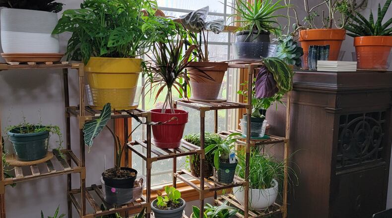 Houseplants hanging on through the winter in a south facing window. CONTRIBUTED