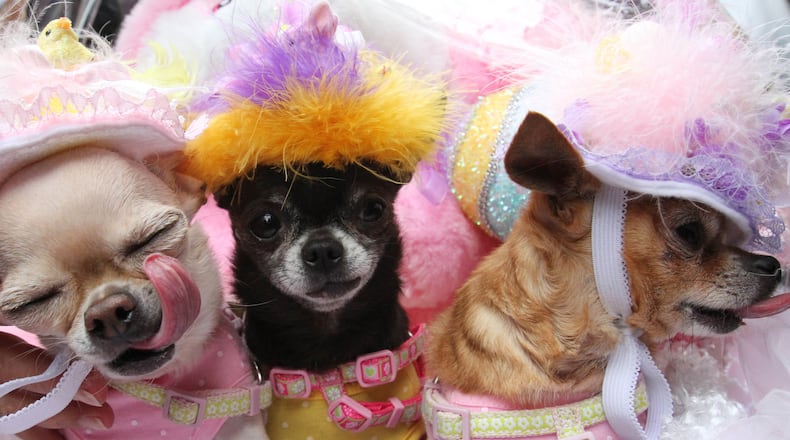 Chihuahua's Yum Yum, left, Gumdrop, center, and Lollipop take part in the Easter Parade along New York's Fifth Avenue on Sunday, April 5, 2015. The 2015 Easter Parade bore little resemblance to the first one, which started in the 1880s as a strolling display of what prosperous New Yorkers wore to Fifth Avenue churches. In recent decades, the street gathering has morphed into a sort of costume circus -- including pet dogs. (AP Photo/Tina Fineberg)