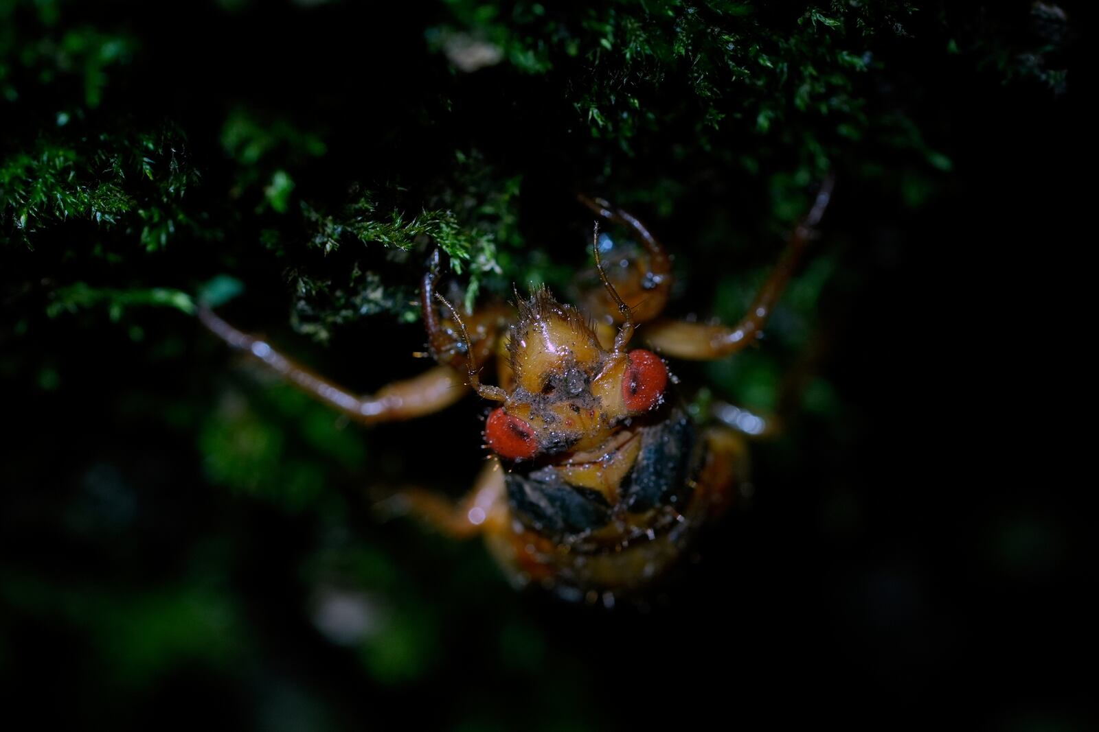A a muddy-faced periodical cicada nymph climbs the truck of a maple tree after a heavy rain, Tuesday, May 13, 2025, in Loveland, Ohio. (AP Photo/Carolyn Kaster)