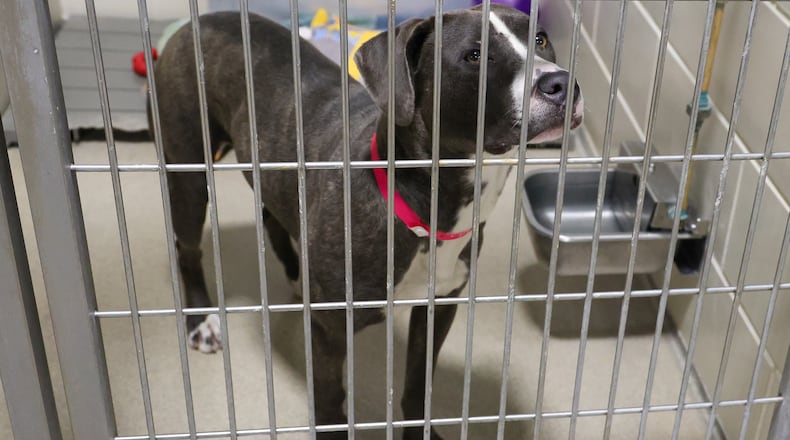 Corolla, a 1-year-old female pit bull, waits for a treat held by animal shelter staff (unpictured) on May 6, 2025, at Montgomery County Animal Resource Center. BRYANT BILLING / STAFF