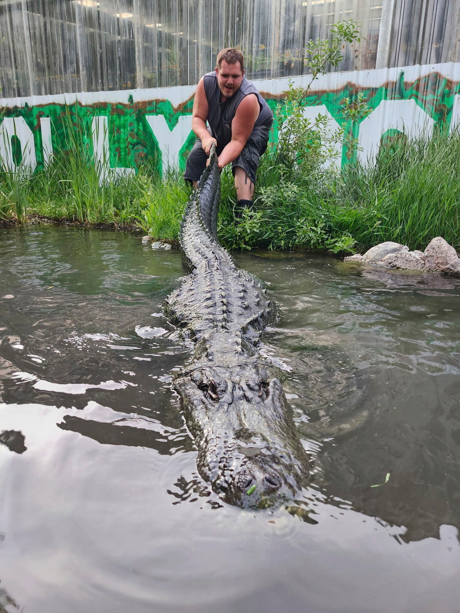 This photo provided by Colorado Gators shows Matt Jordan, employee at Colorado Gators, as he pulls the tail of Morris the alligator, an alligator that appeared in numerous TV shows and films over three decades, most notably the 1996 Adam Sandler comedy “Happy Gilmore,” in Mosca, Colo., June 9, 2024. (Jay Young/Colorado Gators via AP)