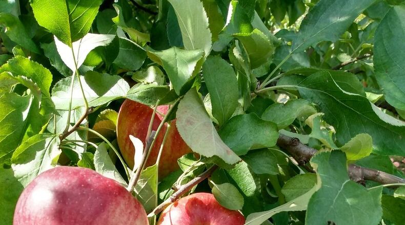 Tuken's Orchard & Farm Market in West Alexandria has 20 acres of fruit trees ripe for the picking. CONTRIBUTED