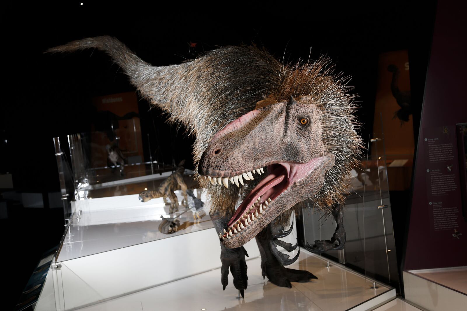 A model of a Yutyrannus on display in the dinosaur gallery at COSI Columbus [JOSHUA A. BICKEL/DISPATCH]