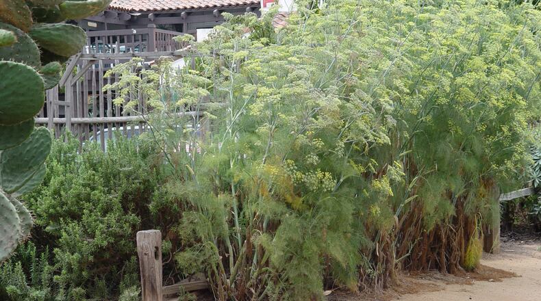Fennel thrives next to rosemary, both Mediterraneans that love hot dry climates. (Maureen Gilmer/TNS)
