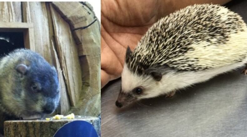 Rosie the Groundhog (left in an archived photo) will be replaced by Quilliam, the Boonshoft Museum of Discovery's new hedgehog. Rosie died in October. Quilliam photo: submitted.