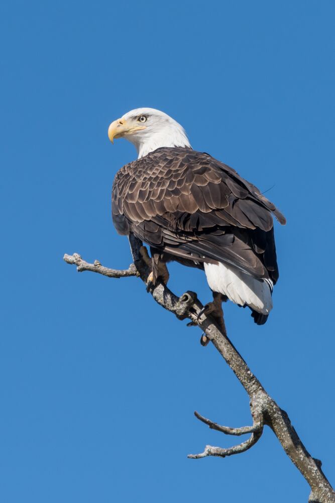 PHOTOS: Bald eagles at Carillon Historical Park