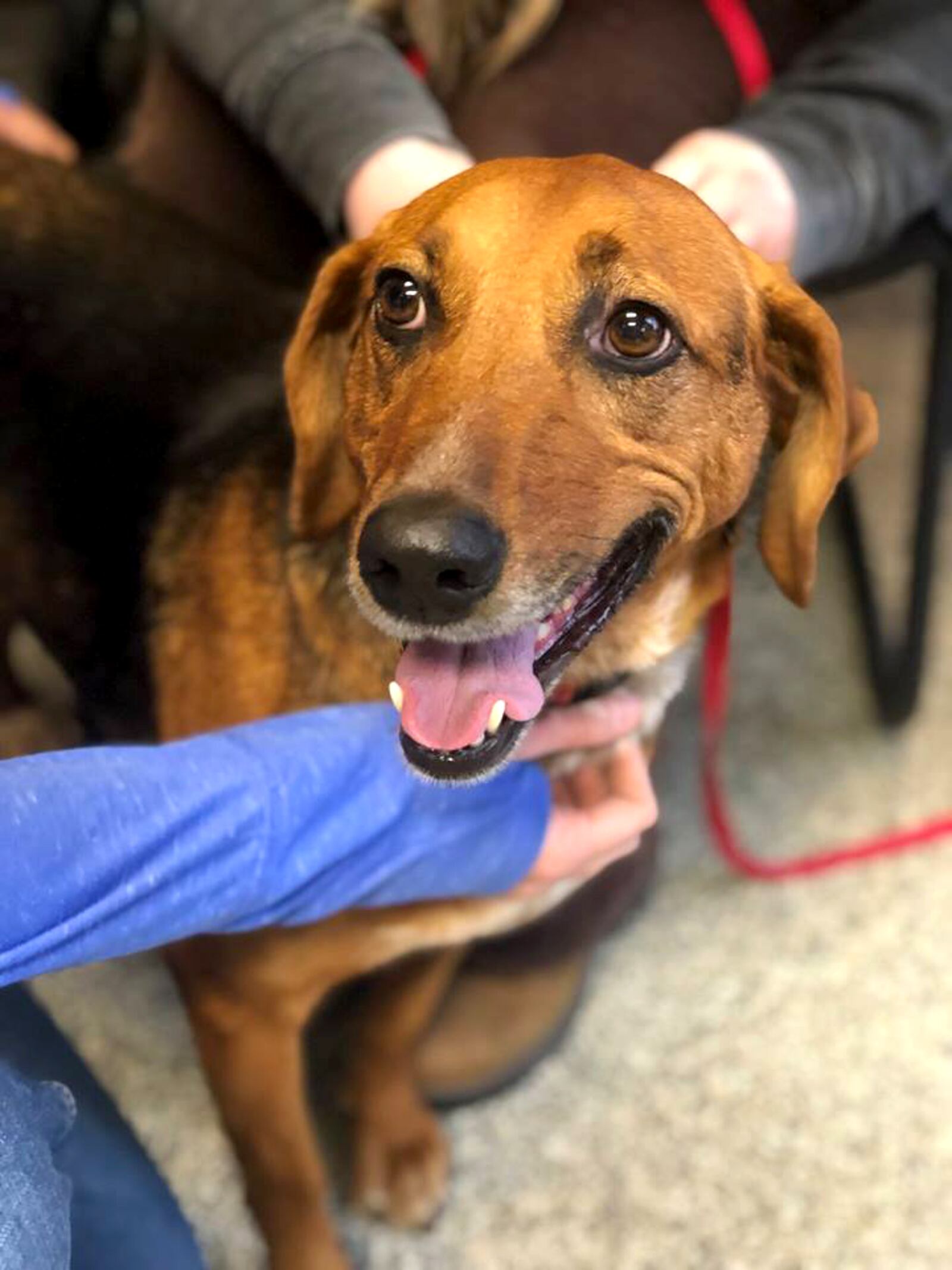 Cassie, a hound-shepherd mix, was adopted after 525 days at the Humane Society of Greater Dayton. An appearance on a local televison ad helped her find her new home. 