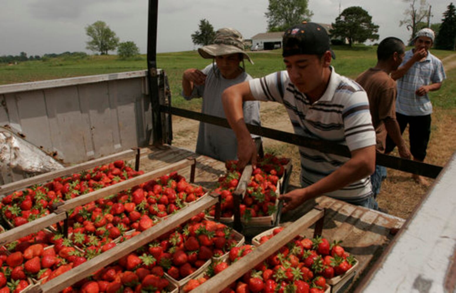 Fulton Farms strawberry fields