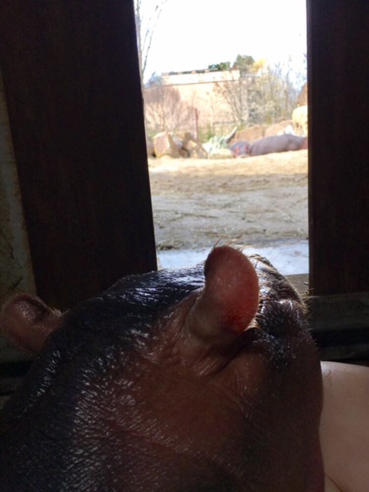 Too cute! Baby hippo Fiona catches a glimpse of her parents