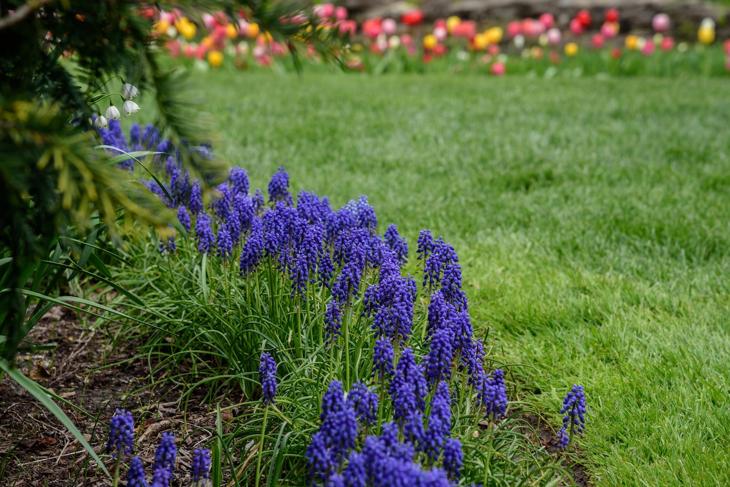 PHOTOS: Multi-colored tulips are in full bloom at Smith Memorial Gardens