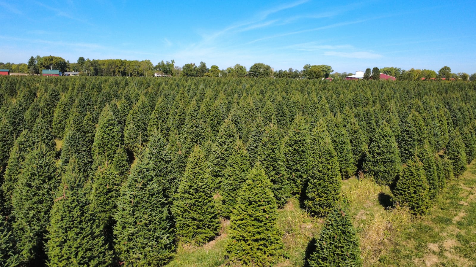 According to the National Christmas Tree Association, there are as many as 500 million Christmas trees growing in the United States, like these at Carl & Dorothy Young's Christmas Trees. CONTRIBUTED