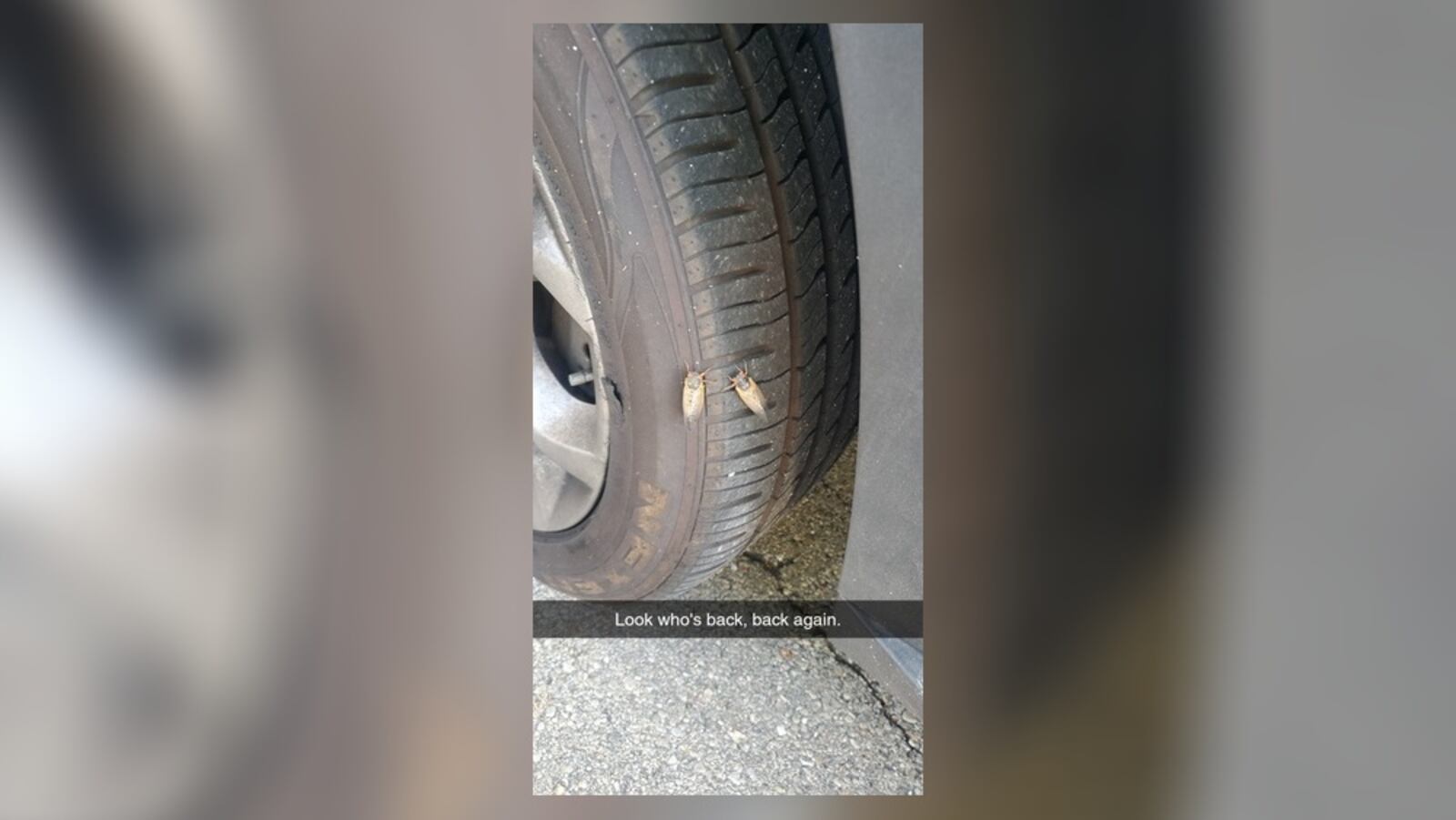 Andy Carter submitted this photo to the Dayton Daily News of two cicadas on a tire in Kettering in the Hills and Dales neighborhood.