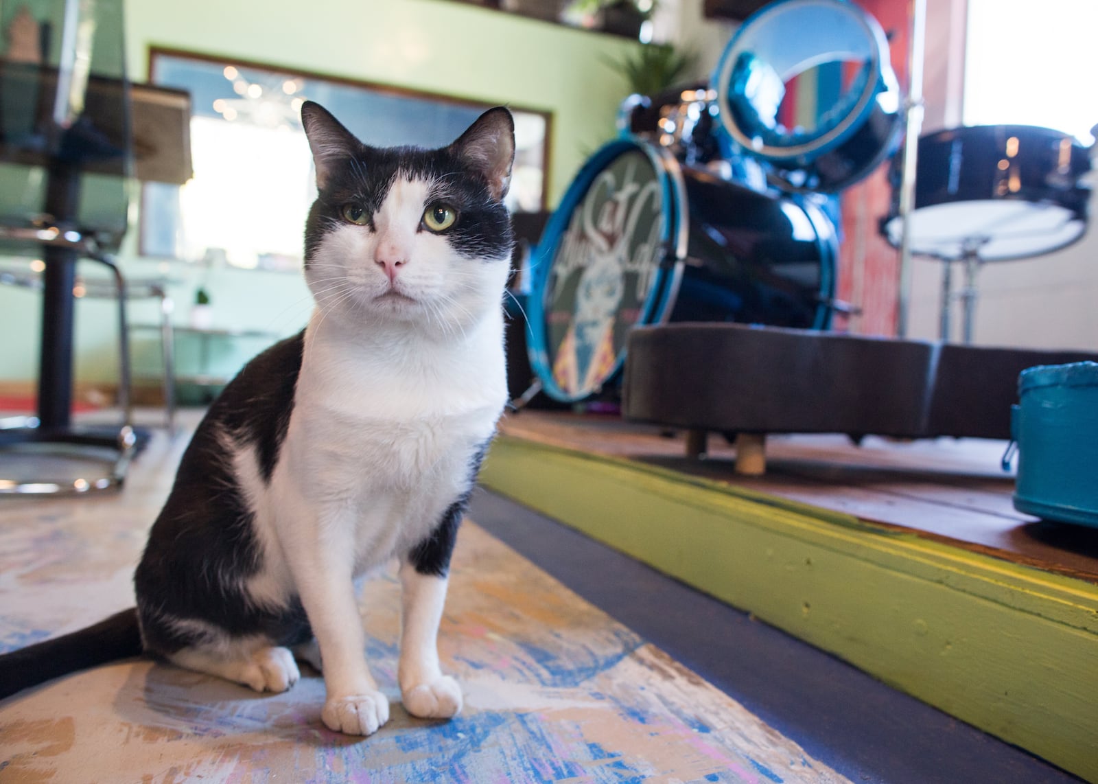 Coffee and cats? Sign us up. This is a look inside East Austins Blue Cat Cafe, a cat-themed restaurant with adoption services on-site. A cat cafe is coming soon to Dayton. PHOTO BY THE AUSTIN AMERICAN-STATESMAN