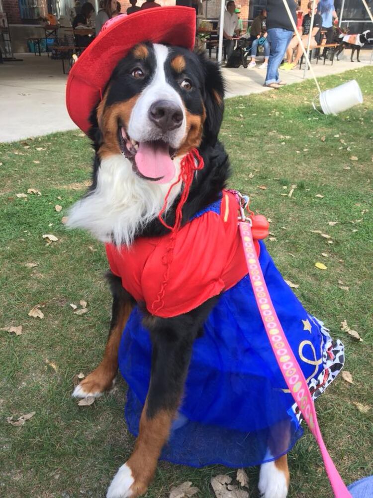 PHOTOS: Local pets ready for Halloween