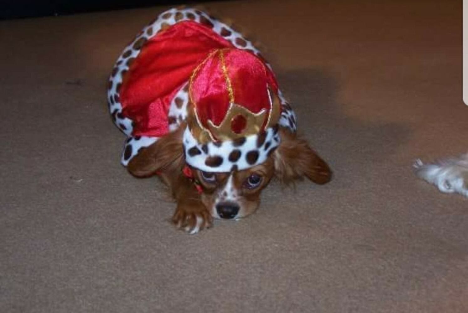 PHOTOS: Local pets ready for Halloween