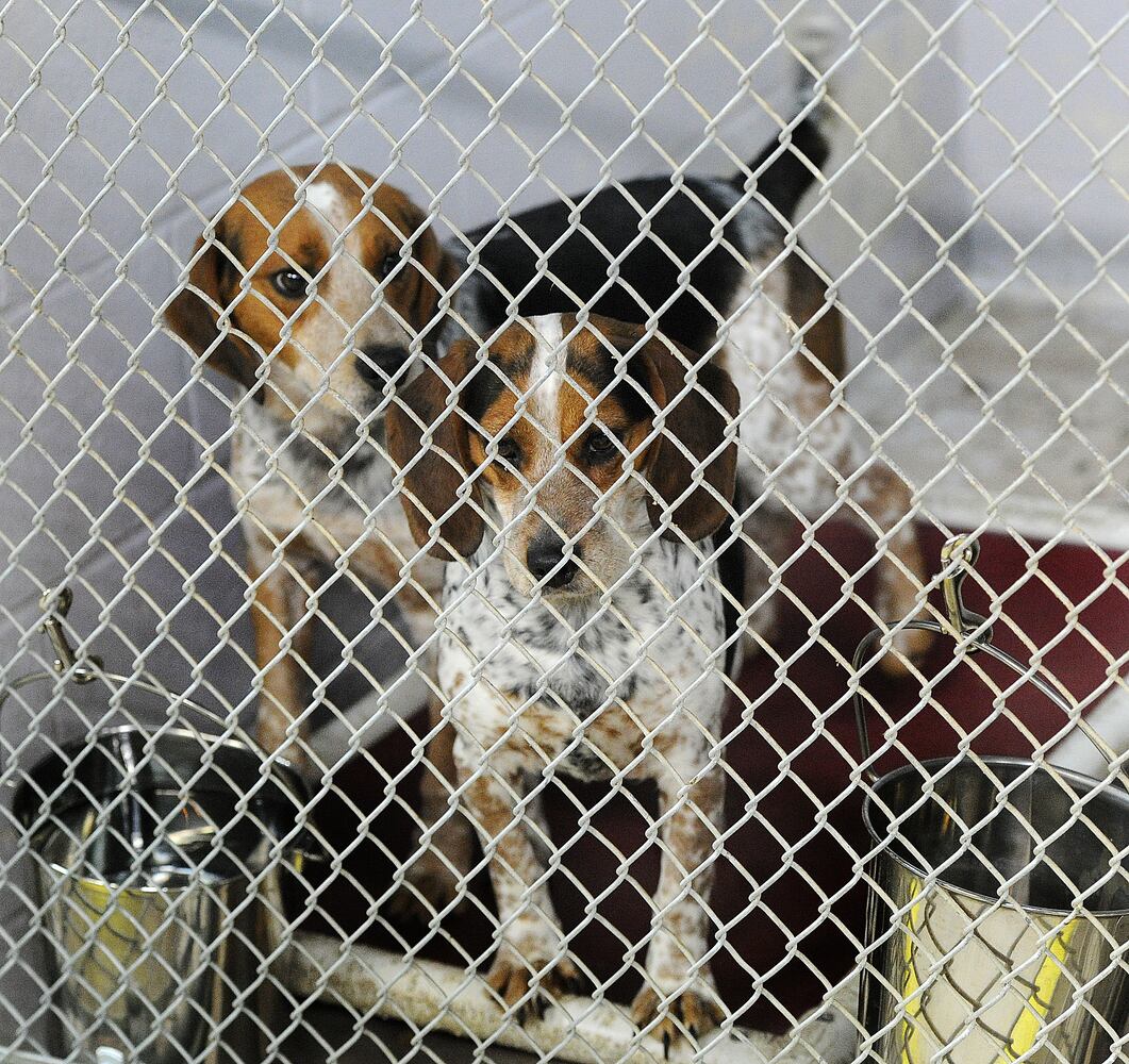 animal adoption Miami County