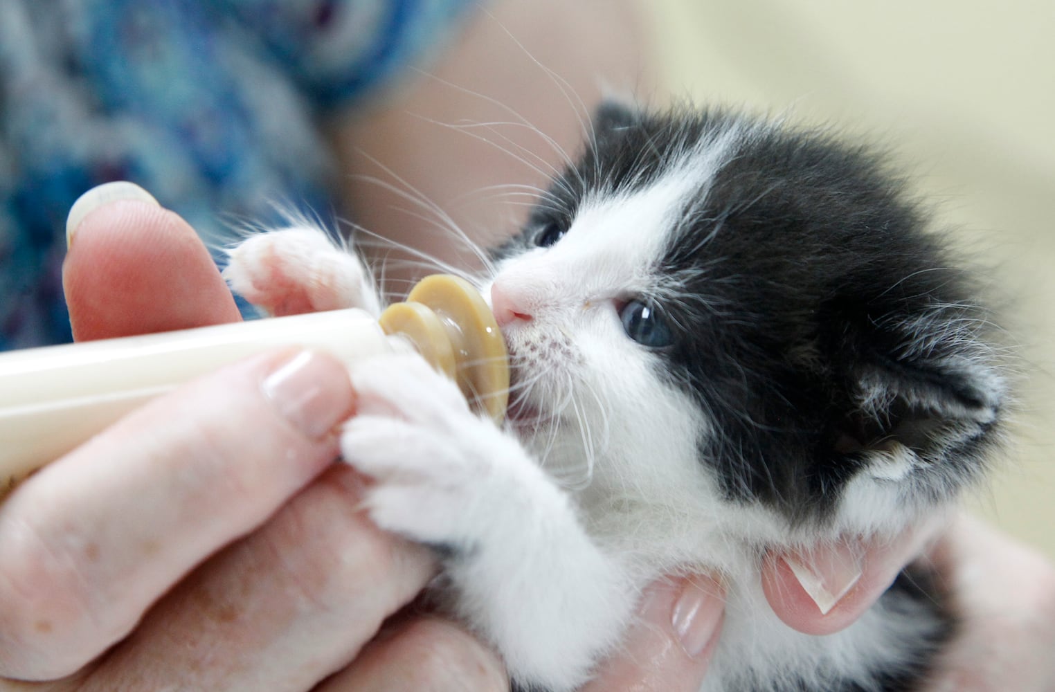 Bottle baby kittens