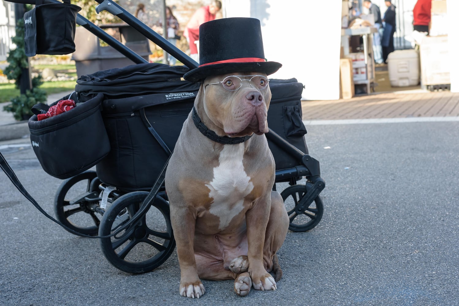 PHOTOS: 2025 Christmas in Historic Springboro