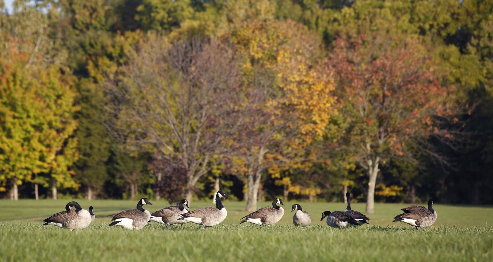 Fall colors are beginning to emerge. Canada geese graze near the beach at Caesar Creek Lake where a trees make a colorful backdrop. TY GREENLEES / STAFF