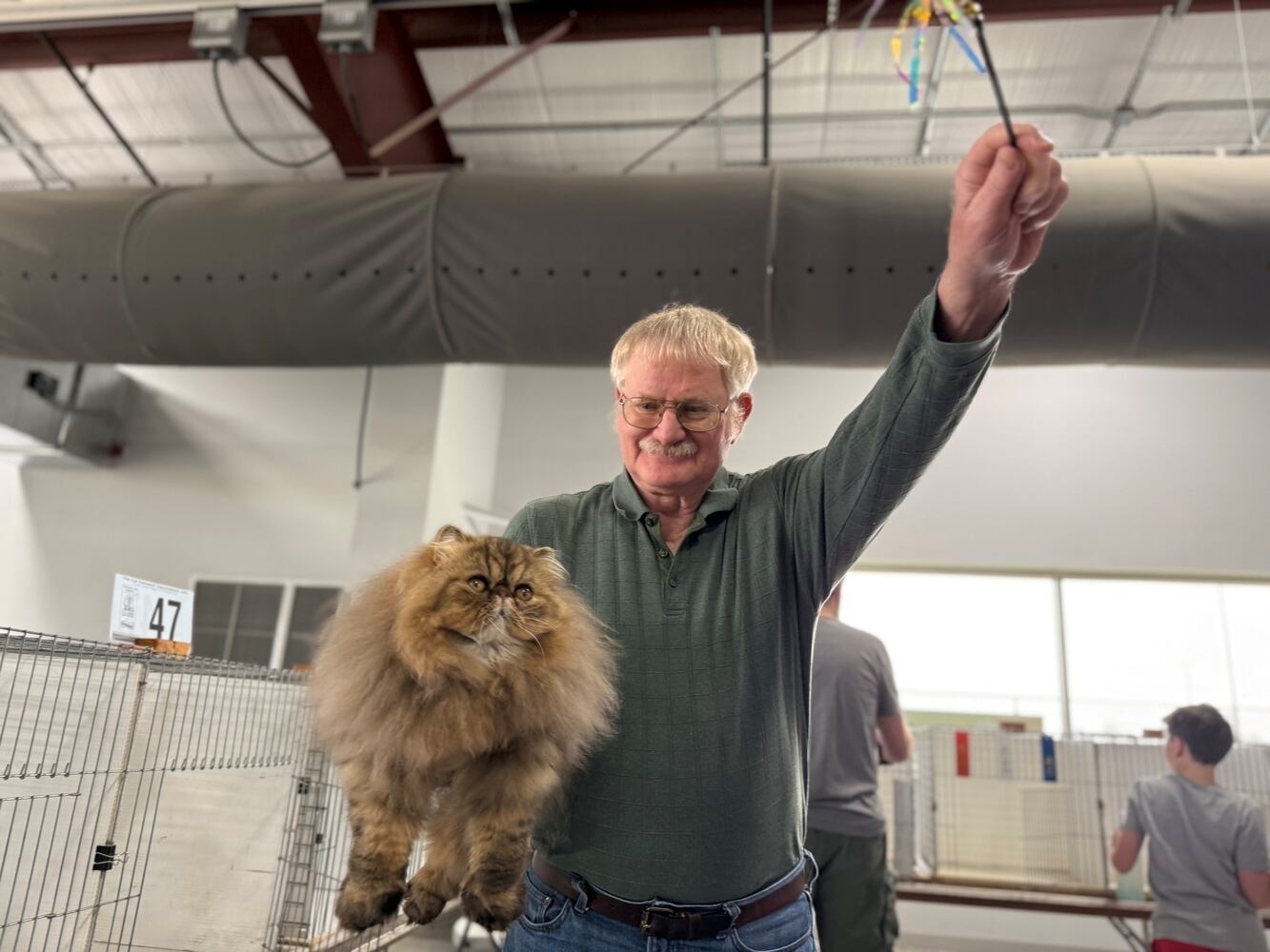 Cat Fanciers' Association cat show