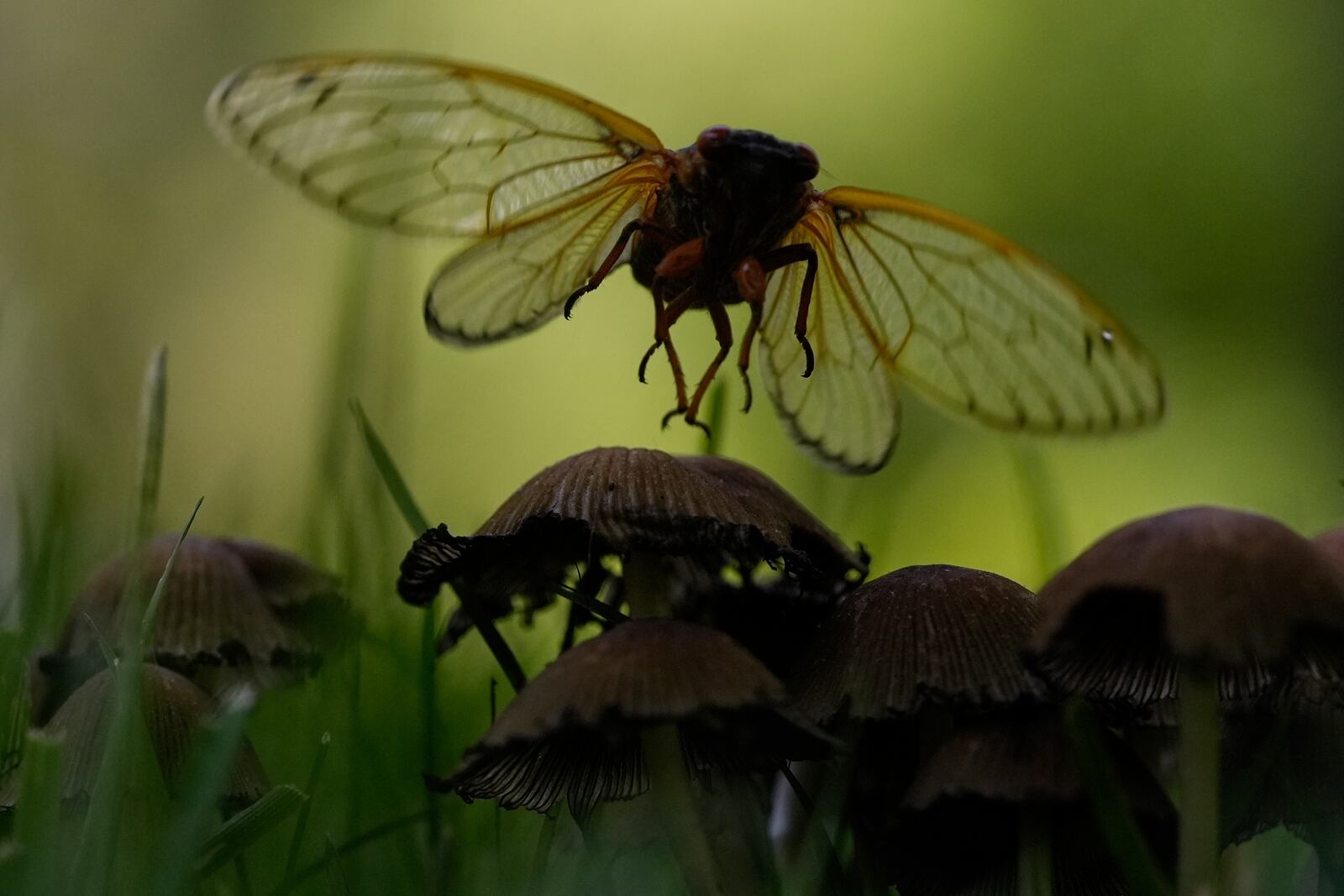 An adult periodical cicada is silhouetted as it flies from a mushroom top on Friday, May 16, 2025, in Loveland, Ohio. (AP Photo/Carolyn Kaster)