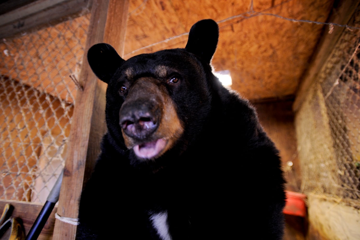 Buddy the bear