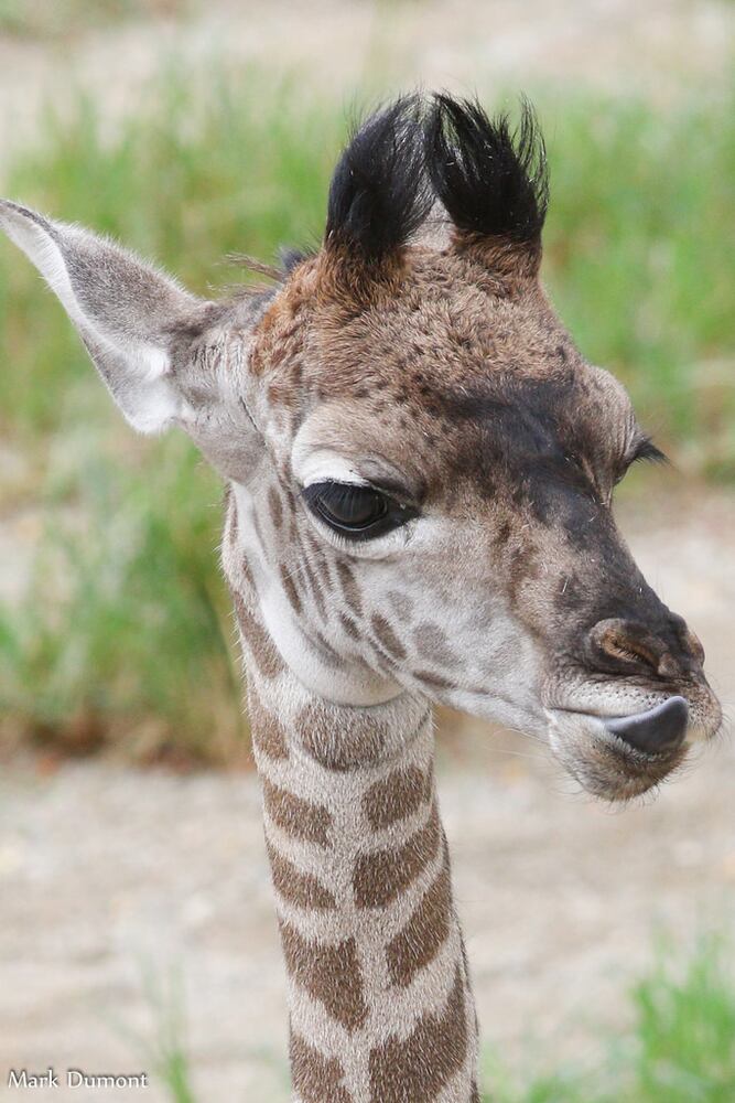 PHOTOS: Fall in love with Cincinnati Zoo babies