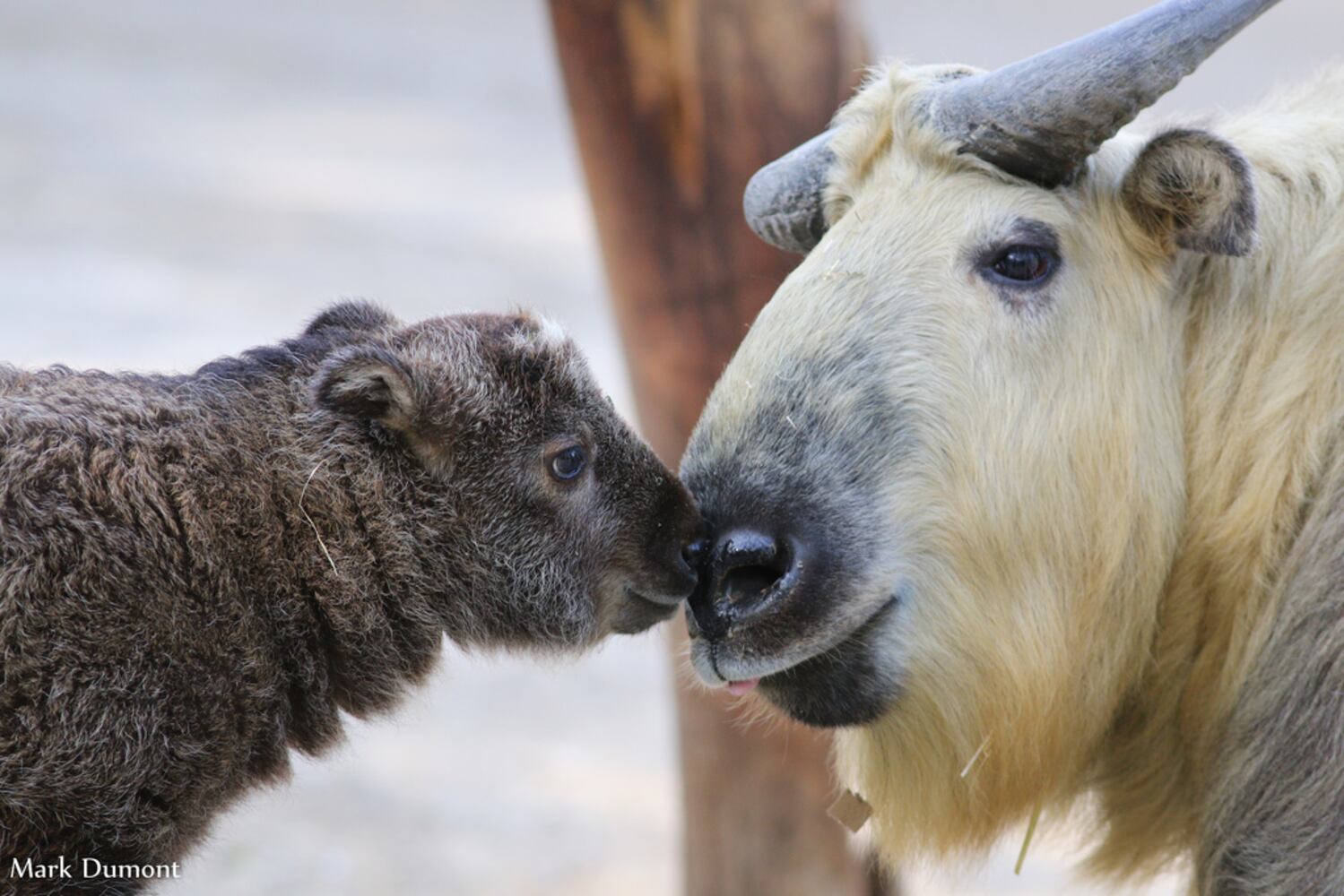 PHOTOS: Fall in love with Cincinnati Zoo babies