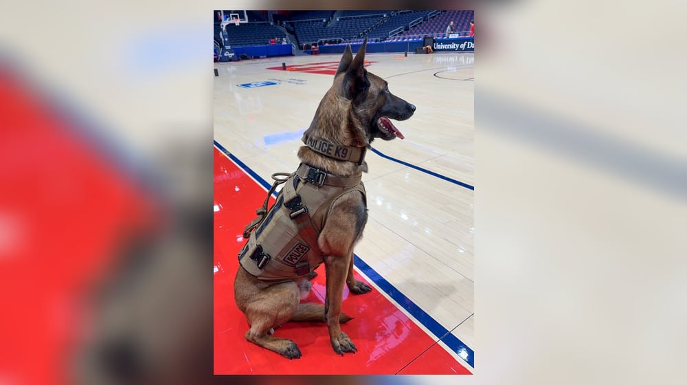 Scooby Doo, the Belgian Malinois canine officer of the Dayton Police Department, surveys Blackburn Court in UD Arena before a game. In recent years, Scooby Doo and his fellow canine officer, North, a yellow lab, checked the bags of all players, referees, cheerleaders, bands and media members coming in the back door of UD arena. They also patrol the Arena all day long at the First Four and have worked numerous other sporting events and concerts in Southwest Ohio. CONTRIBUTED PHOTO