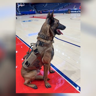 Scooby Doo, the Belgian Malinois canine officer of the Dayton Police Department, surveys Blackburn Court in UD Arena before a game. In recent years, Scooby Doo and his fellow canine officer, North, a yellow lab, checked the bags of all players, referees, cheerleaders, bands and media members coming in the back door of UD arena. They also patrol the Arena all day long at the First Four and have worked numerous other sporting events and concerts in Southwest Ohio. CONTRIBUTED PHOTO