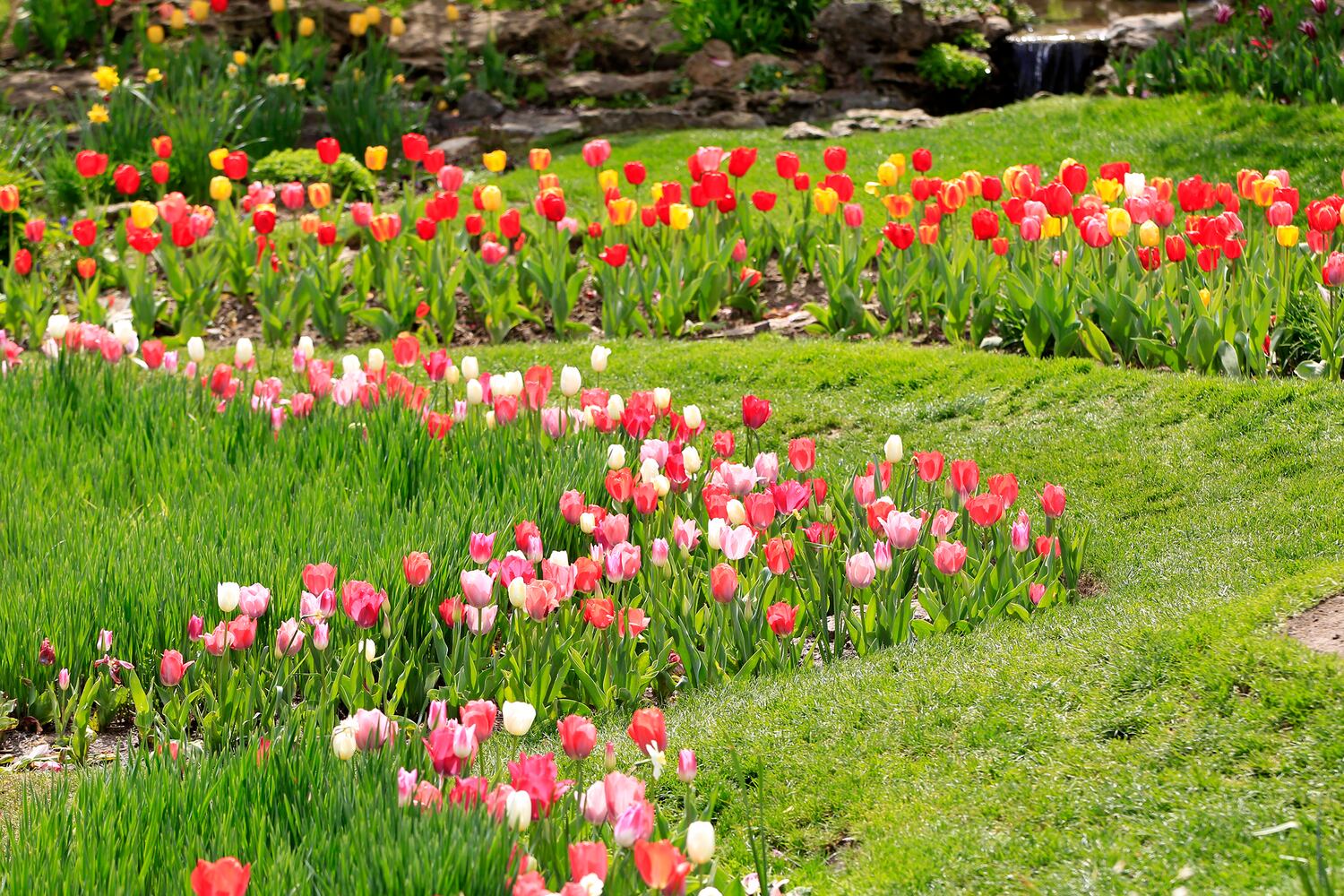 PHOTOS: Tulip time! Oakwood’s Smith Memorial Gardens is overflowing with colorful blooms