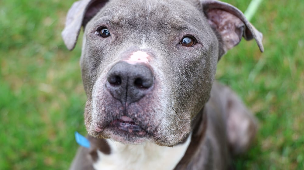 Hawk, a 10-year-old male pit bull, waits for a treat held by animal shelter staff (unpictured) on May 6 at Montgomery County Animal Resource Center. BRYANT BILLING / STAFF