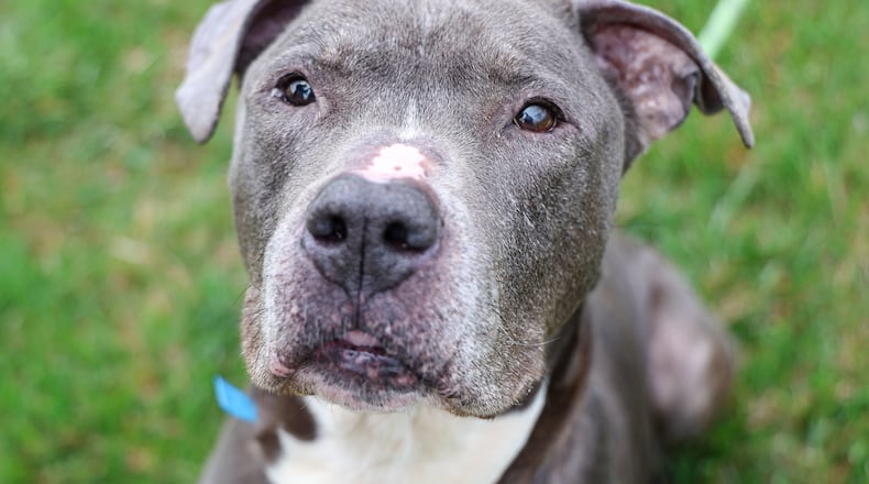 Hawk, a 10-year-old male pit bull, waits for a treat held by animal shelter staff (unpictured) on May 6 at Montgomery County Animal Resource Center. BRYANT BILLING / STAFF