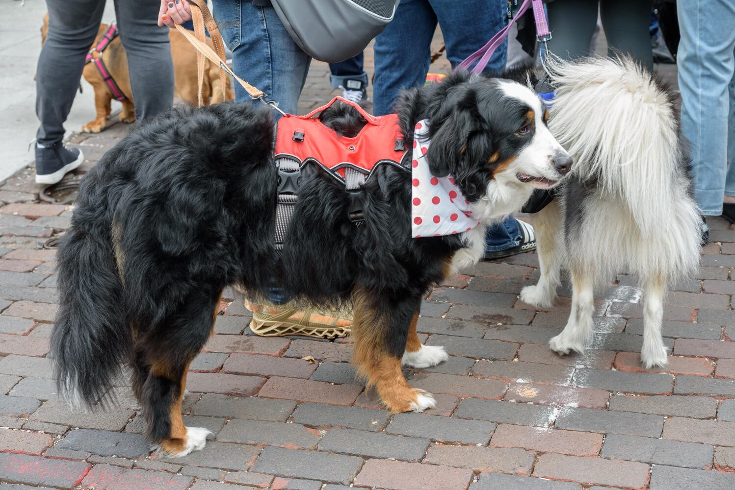 PHOTOS: Did we spot you at the Derby Day Wiener Dog Race in The Oregon District?
