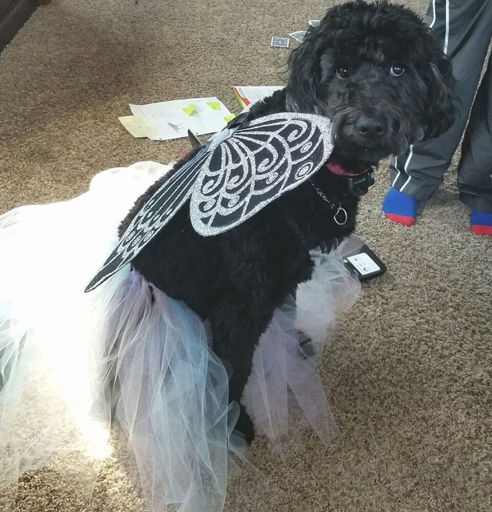 PHOTOS: Local pets ready for Halloween