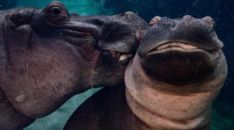 Here's an exclusive after hours look into the life of Fiona, the world famous hippo and her mother Bibi at the Cincinnati Zoo & Botanical Garden on Wednesday night, October 24, 2018. Michelle Curley, the Zoo's Communications Director is pictured doing a selfie with Fiona getting in on the action. Both Fiona and Bibi love to pose for the camera. TOM GILLIAM / CONTRIBUTING PHOTOGRAPHER