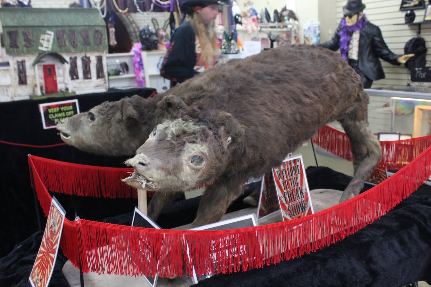 Photos: The Secret Chamber  House of Oddities and Art