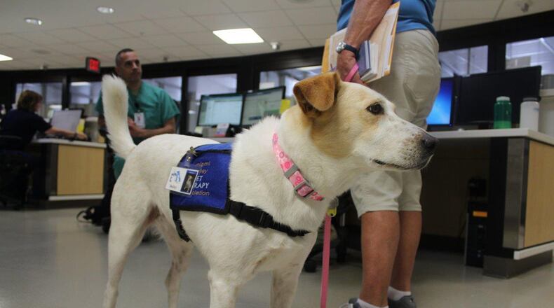Bailey, a 5-year-old pet therapy dog from the Miami Valley Pet Therapy Association, visits the staff at the Wright-Patterson Medical Center’s intensive care unit July 21. Bailey and the other pet therapy dogs who visit the medical center can help reduce stress, ease anxieties and reduce loneliness for both patients and staff members. (U.S. Air Force photo/Stacey Geiger)