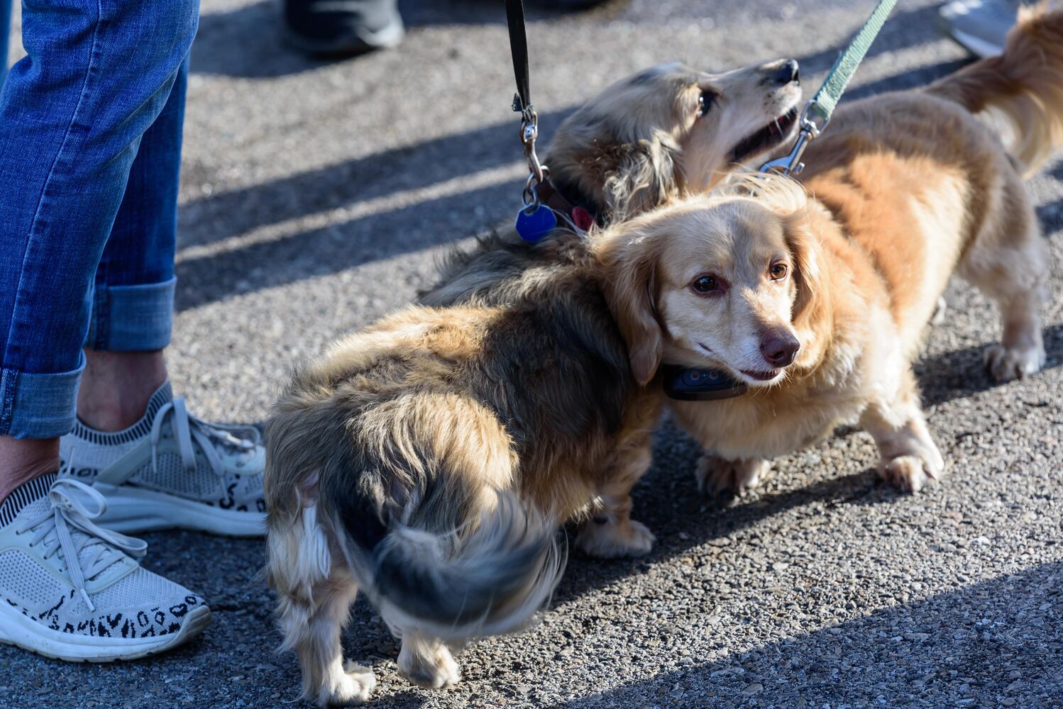 PHOTOS: 41st annual Germanfest Picnic in the St. Anne's Hill Historic District