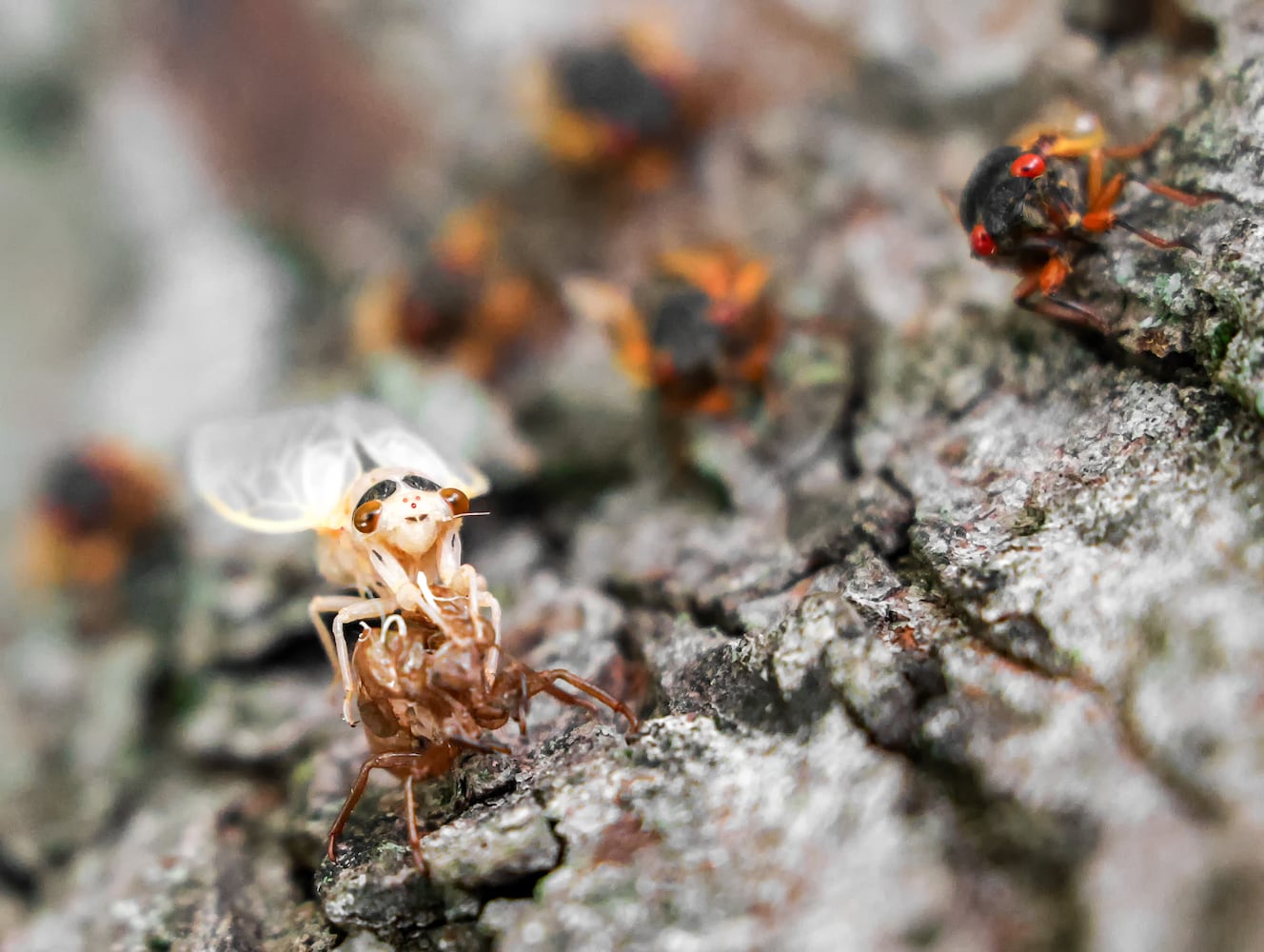 Caesar Creek State Park Cicadas 052825 DDN