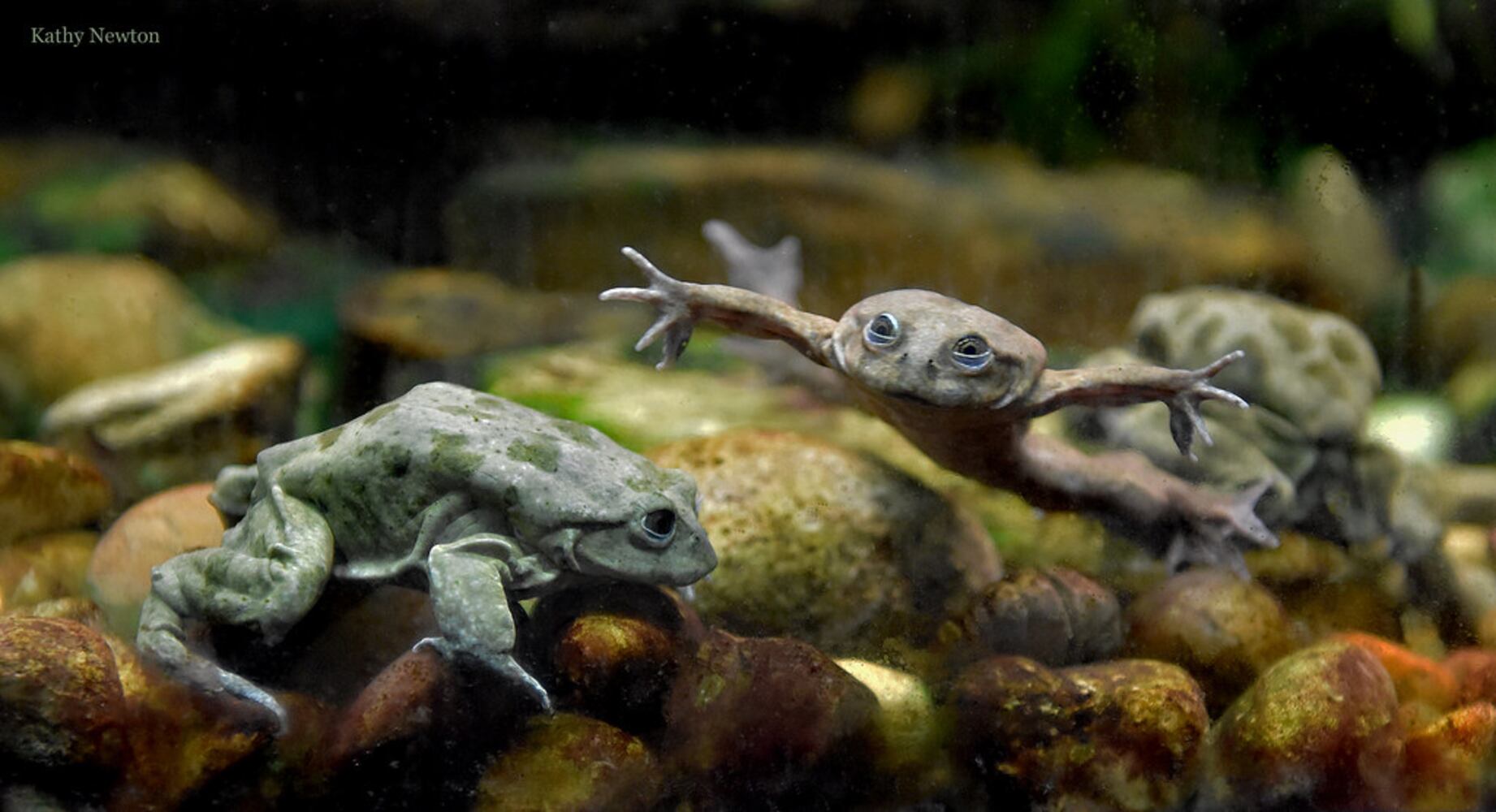 PHOTOS: Those adorable faces! Celebrating Cincinnati Zoo babies